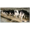 holstein heifers cattle for sale