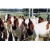 Live Boer Goats, Sheep and Cows