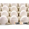 White poultry eggs from india