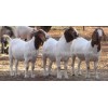 ALive Boer Goats for Sale
