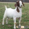 Boer goats