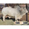 Brahman bull Cattle