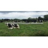 Live Dairy Cows and Pregnant Holstein Heifers Cow Ready .