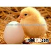 day old broiler chicks for sale