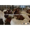 Holstein Heifers /Jersey /Brown Swiss/Awassi sheep and Boar Goats for sale