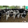 Pregnant Healthy Holstein Heifers Cattle