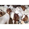 Boar Goat,Pure Bred Boar Goats,Senean Goat,Simmental Goat