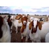 Live Simmental Goat/Live Senean Goat for sale