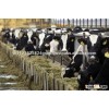 Live Dairy Cows, Friesian Holstein Cow for Sale