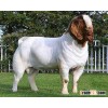 High Quality Live Boer Goats