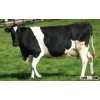 diary products, Holstein heifer cows, boer goats, sheep for sale for best price