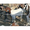 alive boer goats for sale , boer goats singapore , livestock boer goats, live boer goats, live goat 