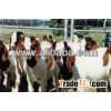 Healthy Boer Goats