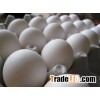 white eggs whole saller