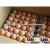 WHITE AND BROWN FRESH TABLE EGGS, HATCHING EGGS