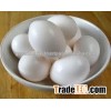 Farm Fresh poultry Indian white shell chicken table eggs