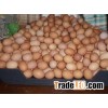 Fresh Table Chicken Eggs ( Brown and White)