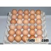 fresh chicken eggs