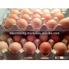 FRESH CHICKEN EGGS