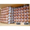 Chicken Eggs Brown and White XL SIZE 73 Gr and Higher 10pcs Packing