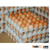 Organic Fresh Chicken Table Eggs & Fertilized Hatching Eggs
