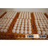 Fresh Chicken eggs / Fresh Quail eggs/ Fresh duck eggs