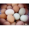 Fresh White & Brown Chicken Eggs