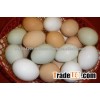 fresh white eggs for sale