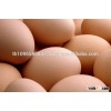 FARM FRESH WHITE - BROWN CHICKEN EGGS