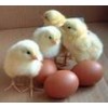 Cobb 500 and Ross 308 Chicken Hatching Eggs