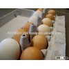 Halal Fresh White Eggs,Table Eggs,Poultry Eggs,Chicken
