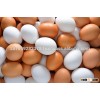 Fresh table eggs white and brown