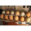 fresh brown eggs