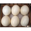 Fresh Fertile Ostrich Eggs