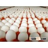 Chicken Eggs 63-72 grams of each L Size