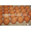 Farm Fresh Chicken Table Eggs Brown and White Shell Chicken Eggs