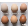 Eur1 White and Brown Chicken Table Egg