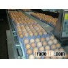 Quality Organic Fresh Chicken Table Eggs
