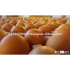 Farm Fresh chicken egg white and brown size 40g-50g-60g-65g-70g