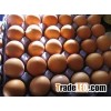 White and Brown Table Chicken Eggs