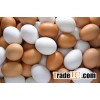 White and Brown Chicken Eggs/Fresh Table Eggs