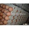 White/Brown Fresh Table Chicken Eggs,brown and white chicken egg approved to export