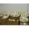 Fertile Ostrich Eggs