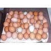 Fresh Chicken Table Eggs & Fertilized Hatching Eggs