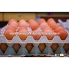 FRESH CHICKEN EGGS WHITE / BROWN