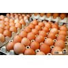 2016 Farm Fresh chicken egg white and brown size 40g-50g-60g-65g-70g