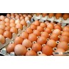 Farm Fresh Brown Table Chicken Eggs