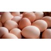 Farm Fresh Chicken Table eggs, Brown Shell chicken eggs, White shell chicken eggs