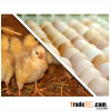 Fresh White & Brown Chicken Eggs