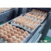FRESH TABLE CHICKEN EGGS
